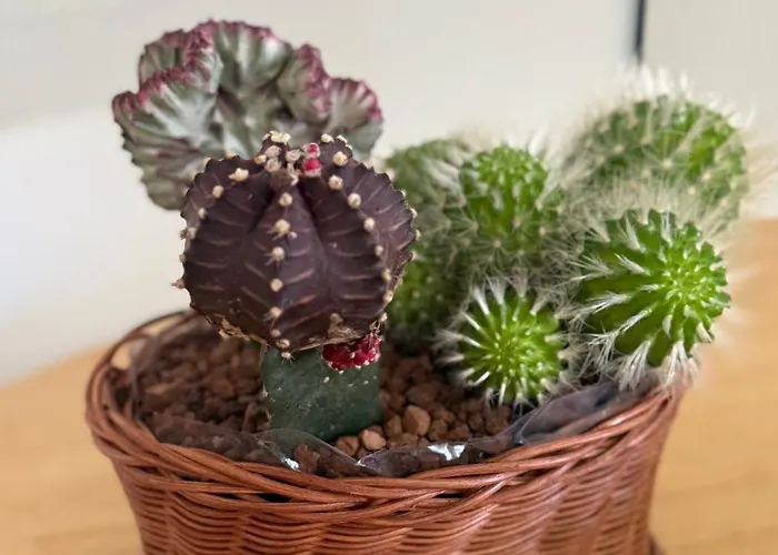 Lagarteira בית נופש סנשנשו